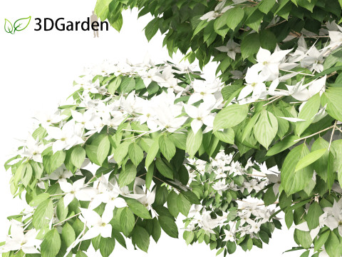 Cornus kousa - kousa dogwood 3D Model
