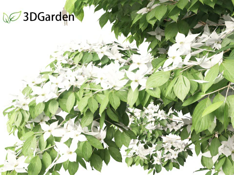 Cornus kousa - kousa dogwood 3D Model