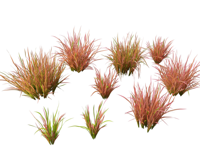Imperata cylindrica Red Baron - Japanese Blood Grass 3D Модель .c4d .max .obj .3ds .fbx .stl .blend 