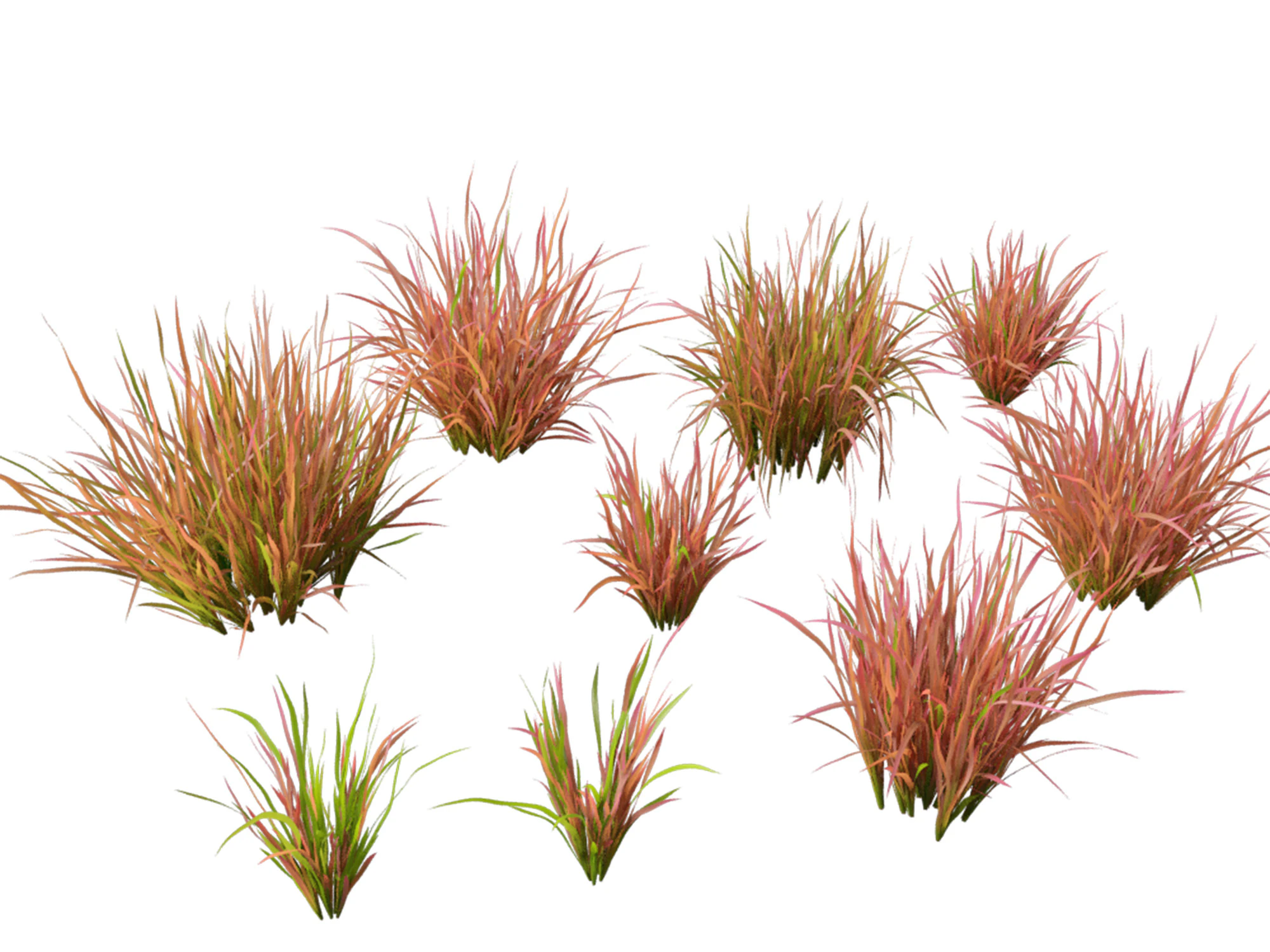 Imperata cylindrica Red Baron - Japanese Blood Grass 3D Model .c4d .max .obj .3ds .fbx .stl .blend 