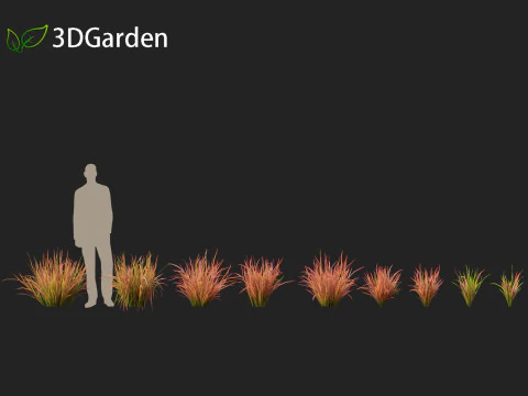 Imperata cylindrica Red Baron - Japanese Blood Grass 3D Model