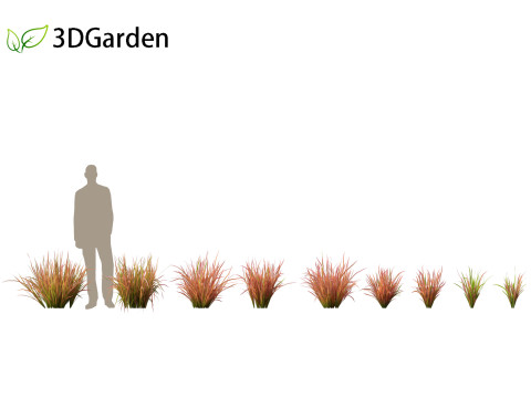 Imperata cylindrica Red Baron - Japanese Blood Grass 3D Модель