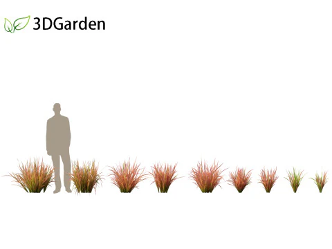 Imperata cylindrica Red Baron - Japanese Blood Grass 3D Model