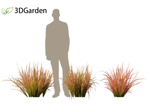 Imperata cylindrica Red Baron - Japanese Blood Grass 3D Model