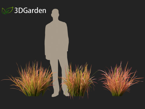Imperata cylindrica Red Baron - Japanese Blood Grass 3D Модель
