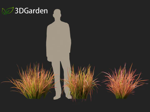 Imperata cylindrica Red Baron - Japanese Blood Grass 3D Model