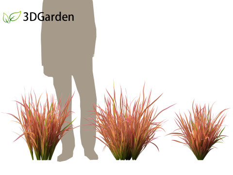 Imperata cylindrica Red Baron - Japanese Blood Grass 3D Модель