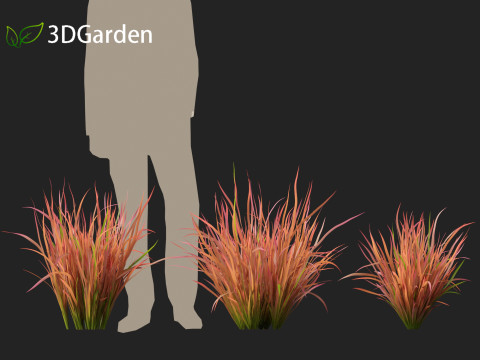 Imperata cylindrica Red Baron - Japanese Blood Grass 3D Модель