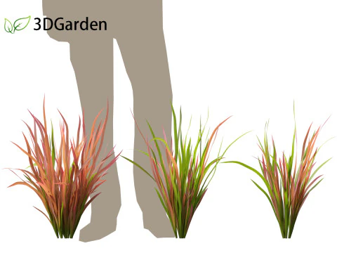 Imperata cylindrica Red Baron - Japanese Blood Grass 3D Model