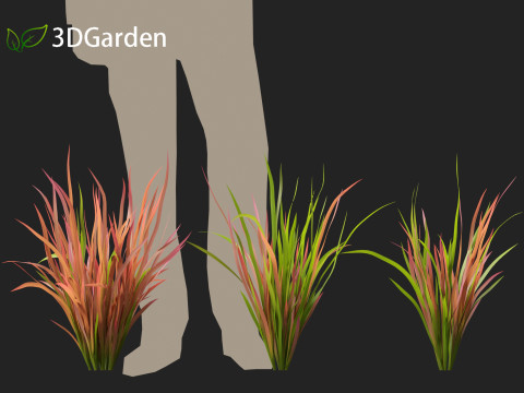 Imperata cylindrica Red Baron - Japanese Blood Grass 3D Модель