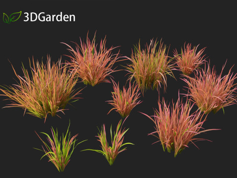 Imperata cylindrica Red Baron - Japanese Blood Grass 3D Модель
