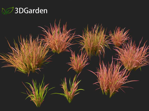 Imperata cylindrica Red Baron - Japanese Blood Grass 3D Model