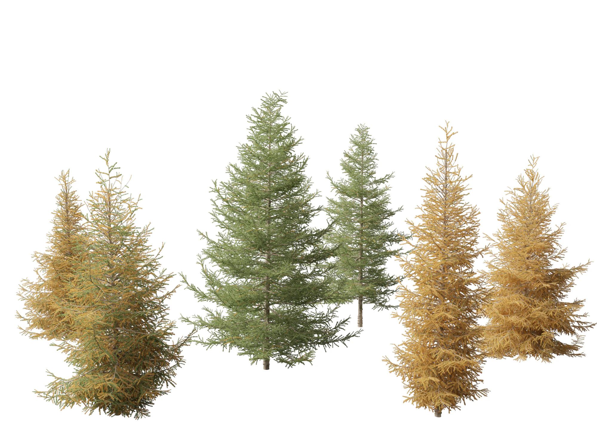 Larix laricina - American larch 3D Model .c4d .max .obj .3ds .fbx .stl .blend 