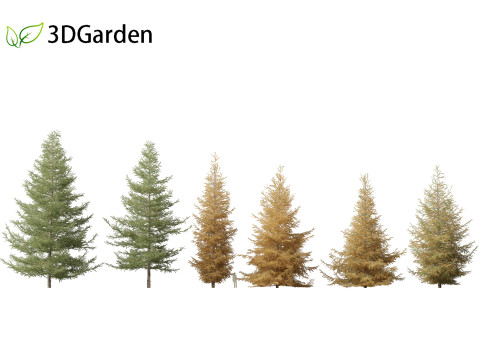 Larix laricina - American larch 3D Model