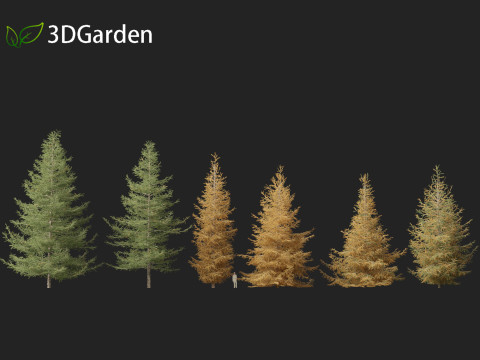 Larix laricina - American larch 3D Model