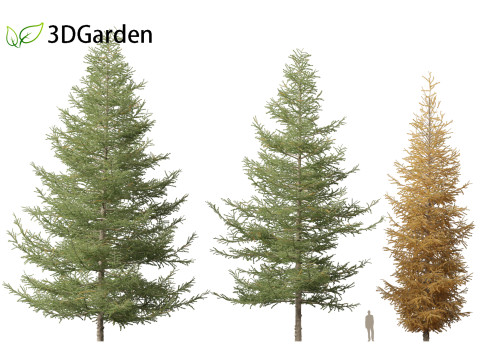 Larix laricina - American larch 3D Model