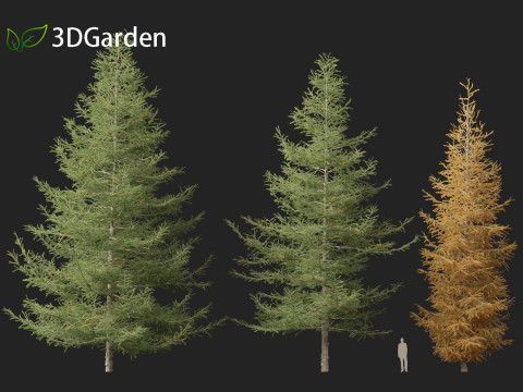 Larix laricina - American larch 3D Model