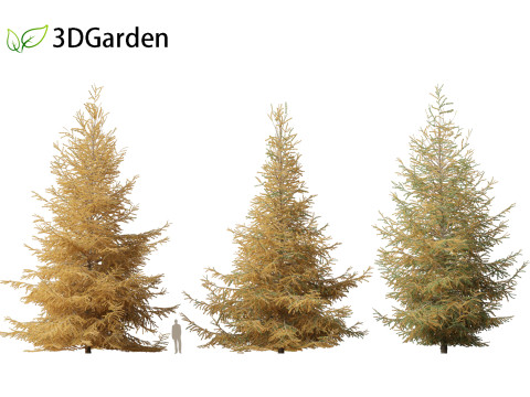 Larix laricina - American larch 3D Model