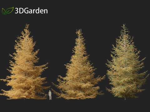 Larix laricina - American larch 3D Model