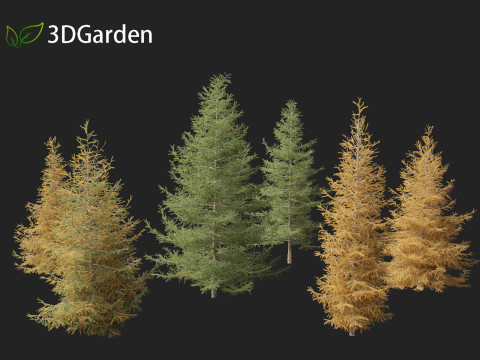 Larix laricina - American larch 3D Model