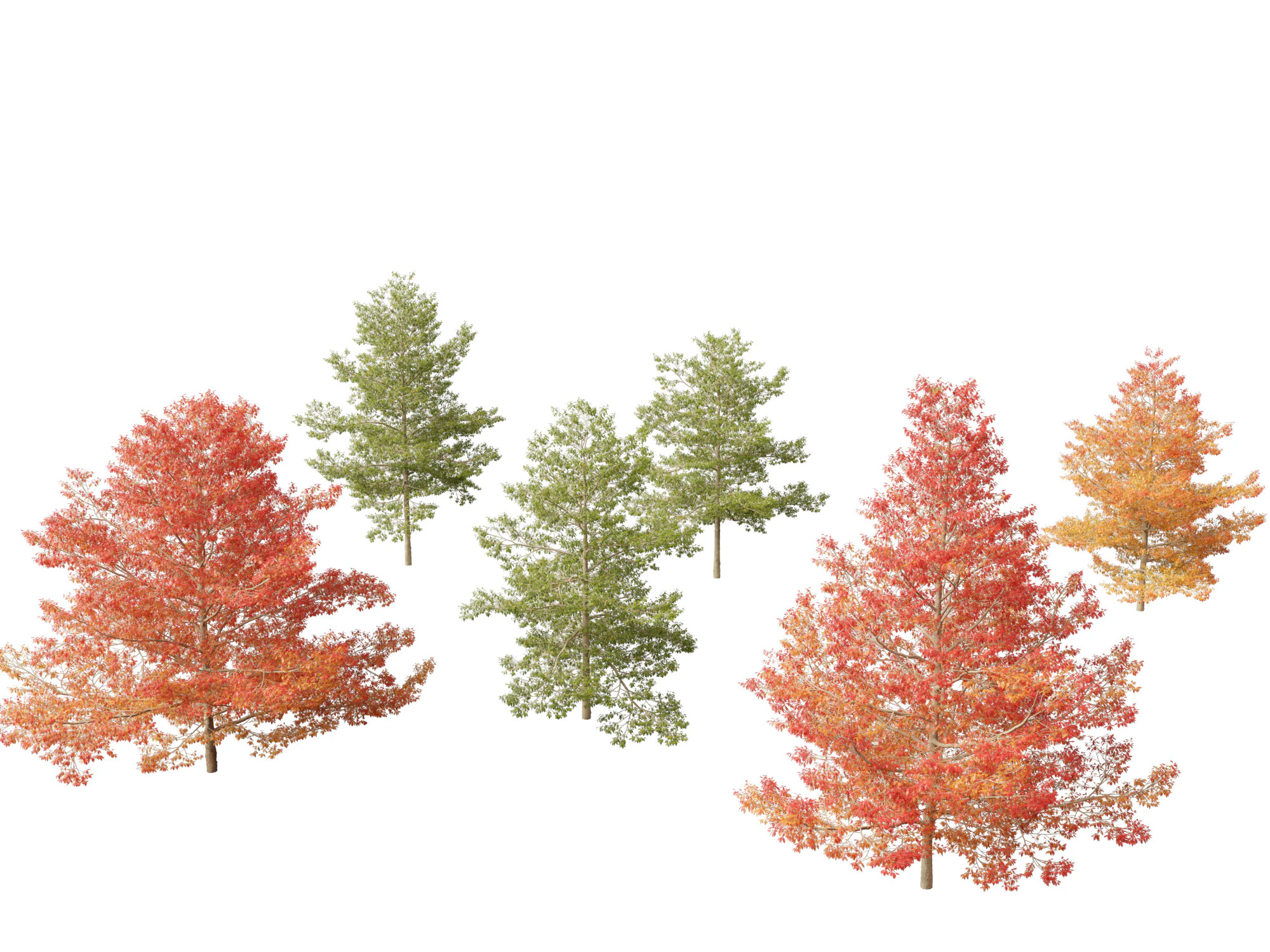 Quercus palustris - Pin oak 3D Model .c4d .max .obj .3ds .fbx .stl .blend