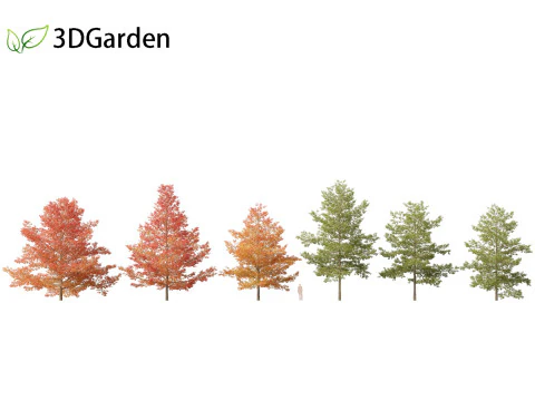 Quercus palustris - Pin oak 3D Model