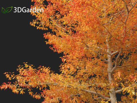 Quercus palustris - Pin oak 3D Model