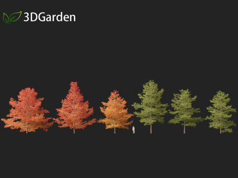 Quercus palustris - Pin oak 3D Модель