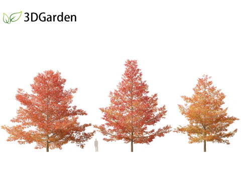 Quercus palustris - Pin oak 3D Model