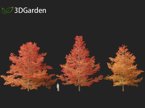 Quercus palustris - Pin oak 3D Модель