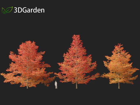 Quercus palustris - Pin oak 3D Model