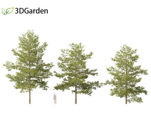 Quercus palustris - Pin oak 3D Модель