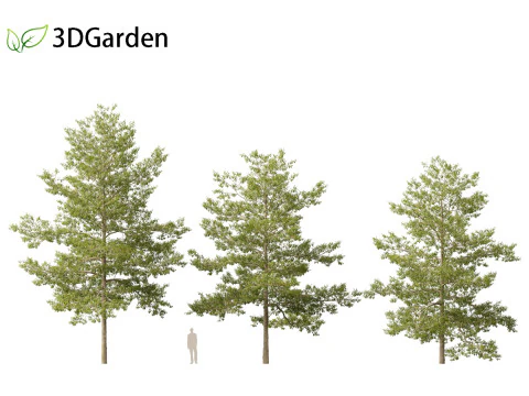 Quercus palustris - Pin oak 3D Model