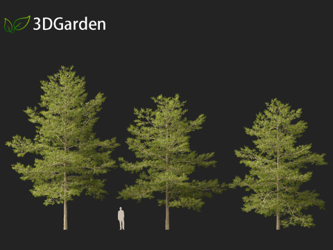 Quercus palustris - Pin oak 3D Модель