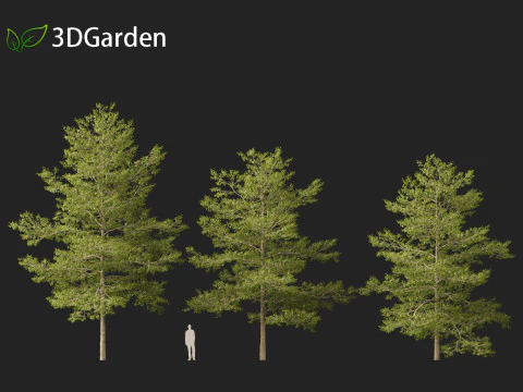 Quercus palustris - Pin oak 3D Model