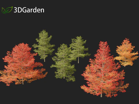 Quercus palustris - Pin oak 3D Model