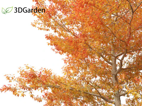 Quercus palustris - Pin oak 3D Model