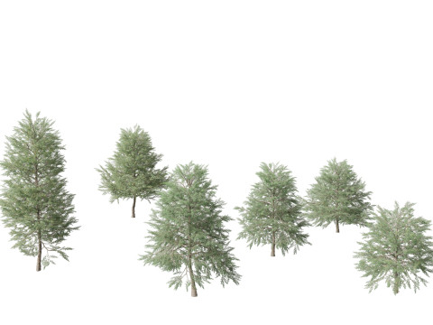 Quercus phellos - Willow oak 3D Model