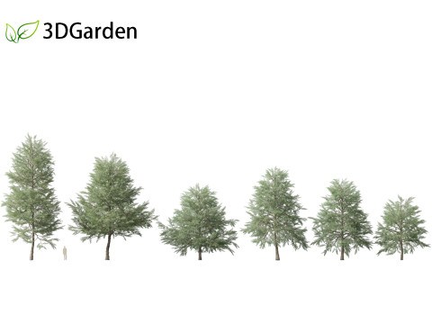 Quercus phellos - Willow oak 3D Model