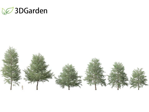 Quercus phellos - Roble sauce Modelo 3D