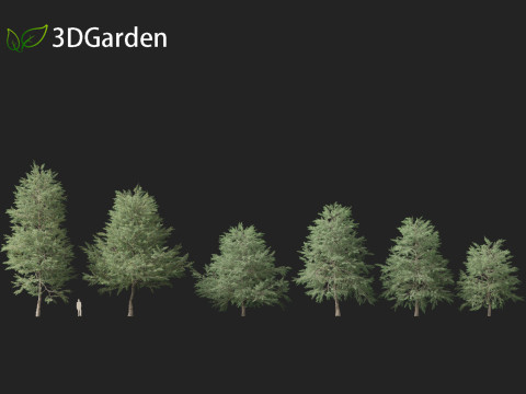 Quercus phellos - Willow oak 3D Model
