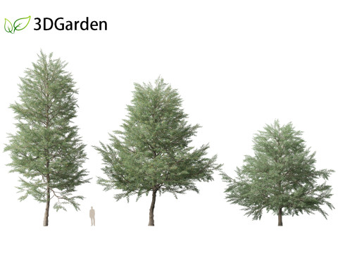 Quercus phellos - Willow oak 3D Model