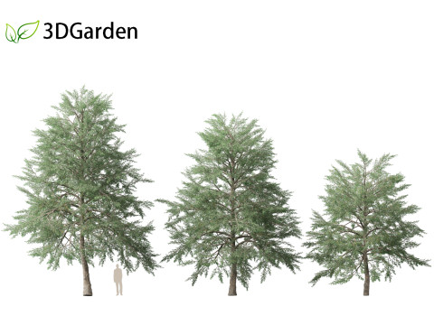 Quercus phellos - Willow oak 3D Model
