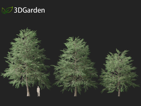 Quercus phellos - Willow oak 3D Model