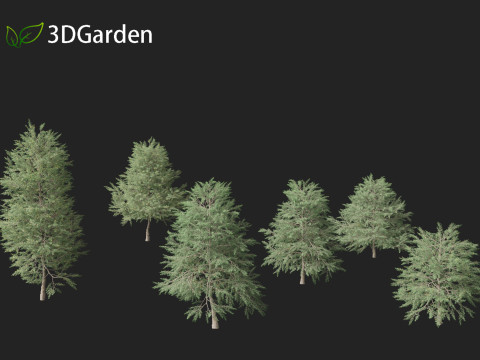Quercus phellos - Willow oak 3D Model