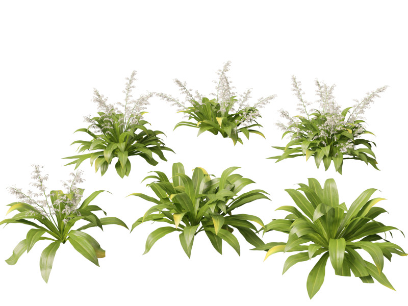 Arthropodium cirratum - New Zealand Rock Lily 3D मॉडल .c4d .max .obj .3ds .fbx .stl .blend