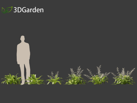 Arthropodium cirratum - New Zealand Rock Lily 3D मॉडल
