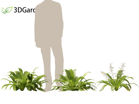 Arthropodium cirratum - New Zealand Rock Lily 3D मॉडल