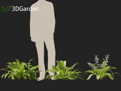 Arthropodium cirratum - New Zealand Rock Lily 3D मॉडल