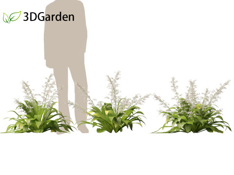 Arthropodium cirratum - New Zealand Rock Lily 3D मॉडल